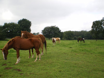 Pensioenpaarden